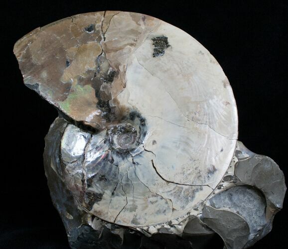 Placenticeras Ammonite - Pierre Shale, SD #6097